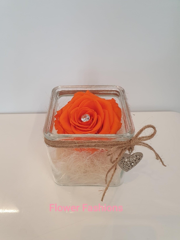 Orange Infinity Rose